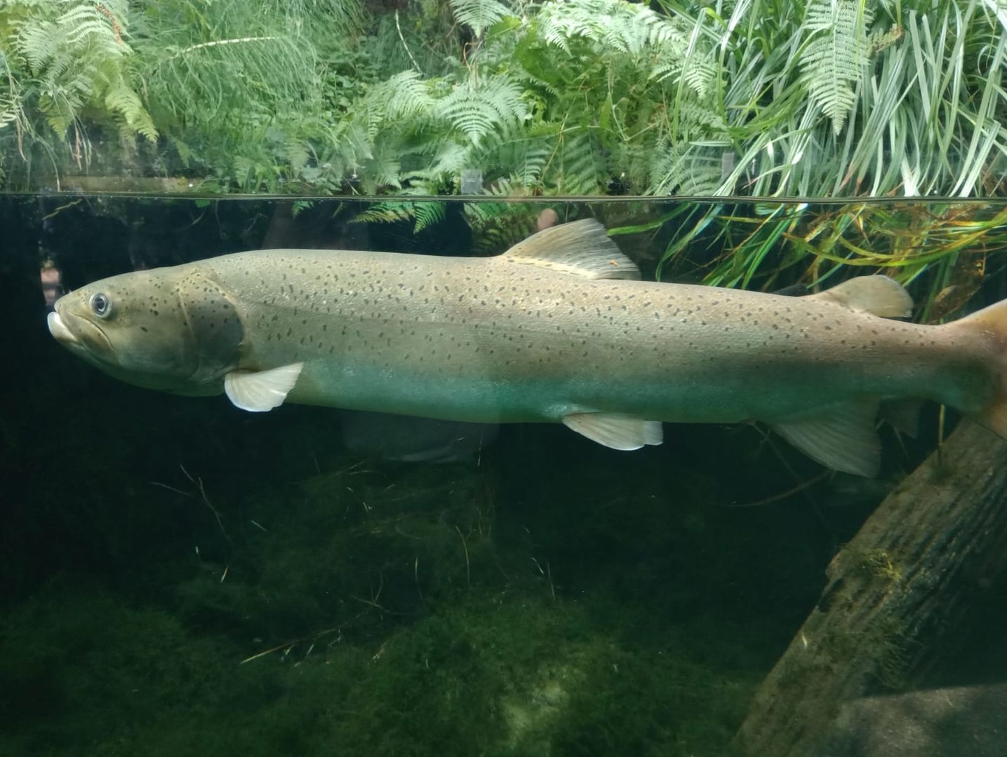 Forelle im Wasser